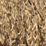 Prairie Crop Update with Bruce Burnett: 2024 edition