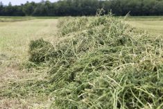 hay drying on ground