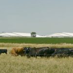 Cattle graze in a pasture at the Ontario Beef Research Centre in Elora, Ont.