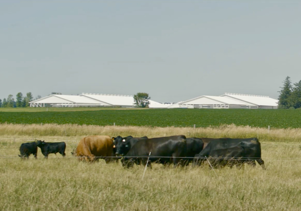Cattle graze in a pasture at the Ontario Beef Research Centre in Elora, Ont. 