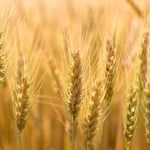 Stephen Nicholson is predicting high demand for wheat and canola.