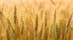 Stephen Nicholson is predicting high demand for wheat and canola.