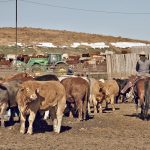 We must ensure our handling facilities are well designed, our handling crew knows they shouldn’t shout or use prods excessively, and we must move cattle as quietly and calmly as possible.