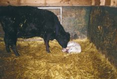 A cow and a calf in a barn stall