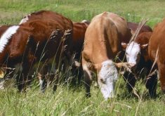 The National Cattlemen’s Beef Association supports the USDA’s new rule for animal disease traceability, but some groups and individuals continue to fight the measures.