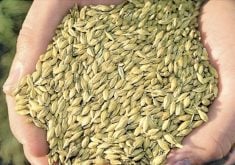 Canadian studies and research from the U.S. show that feeding cattle low bushel-weight barley can reduce feed efficiency and average daily gain.