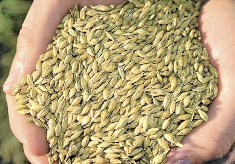 Canadian studies and research from the U.S. show that feeding cattle low bushel-weight barley can reduce feed efficiency and average daily gain.
