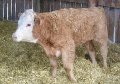calf in a barn stall