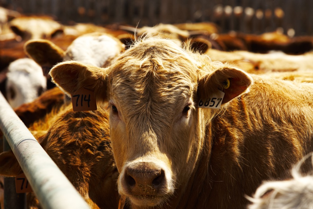 If you’re new to growing and feeding corn to cattle in Western Canada, remember that varieties and growing conditions matter.