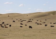 Cattle in the Canadian prairies