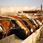 Prices for feed barley and feed wheat in Alberta are higher than last year. Photo: Canada Beef