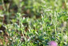 Researchers have uncovered evidence that some alfalfa varieties respond differently to specific beneficial microbes in the soil.