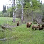 This trail camera photo shows a family of grizzly bears near a well-travelled livestock trail.