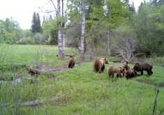 This trail camera photo shows a family of grizzly bears near a well-travelled livestock trail.