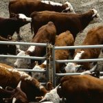 Klassen: Upward momentum continues for feeder cattle prices