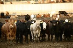 Atypical interstitial pneumonia (AIP) before they see it is a deadly disease that often plagues cattle in feedlots, but the cause of this illness is largely a mystery.