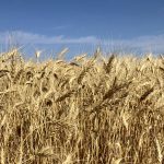 AAFC slightly adjusted a few numbers in its November report.