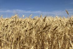 AAFC slightly adjusted a few numbers in its November report.