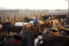 ‘Don’t pay for analysis that has no influence or minor influence on the cattle market.’ – Jerry Klassen
