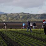 Migrant workers clean fields in California’s Salinas Valley on March 30, 2020. (Photo: Reuters/Shannon Stapleton)
