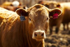 The reduction in cow slaughter volumes since May suggests the Canadian beef cow herd is entering the consolidation phase of the cattle cycle.