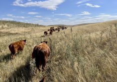 Since moving to Saskatchewan, the Stewarts have changed some of their grazing and winter feeding practices, and have been pleased with the results.