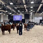 Agribition 2024: Show and sale results are starting to come in