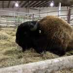 The grand champion bison bull, a Wood cross shown by Shale Creek Bison of Russell, Man. relaxes in his pen at Canadian Western Agribition unaware that he's just sold for $10,500 in the national sale.