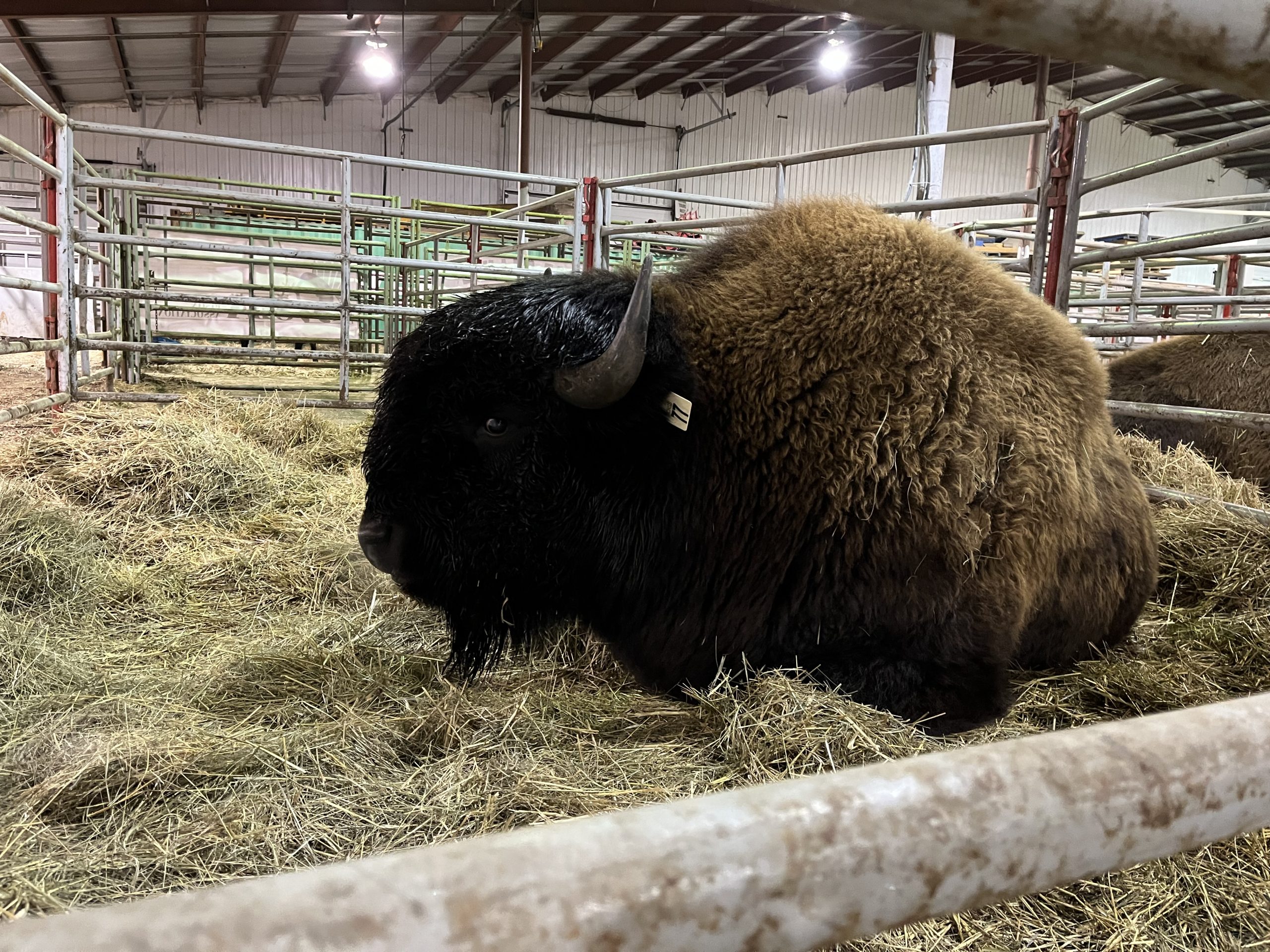 The grand champion bison bull, a Wood cross shown by Shale Creek Bison of Russell, Man. relaxes in his pen at Canadian Western Agribition unaware that he's just sold for $10,500 in the national sale.