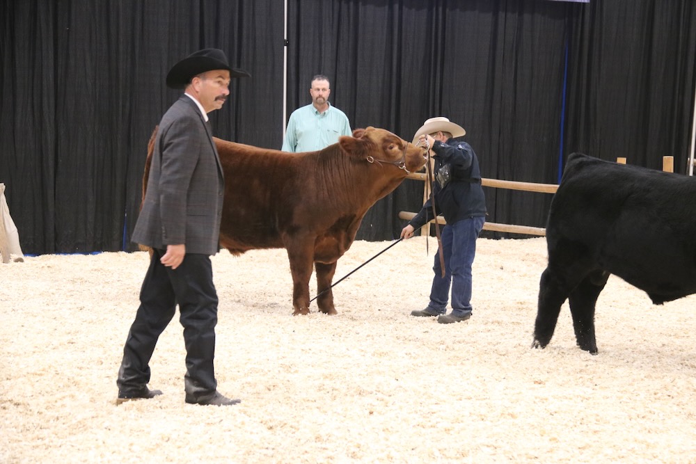 Judge Jirl Buck, of Madill, Oklahoma looks over some of the cattle during the Simmental show at Agribition 2024. 