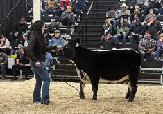 Speckle Park high seller: The high selling lot in the Canadian National Speckle Park sale at Canadian Western Agribition was KFC June 49M from KFC Farms, Abbotsford, B.C. The heifer calf sold for $16,000 to Adelia Farms of Climax, Sask.