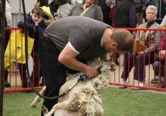 Jason Struck makes sure the sheep are relaxed when shearing them.