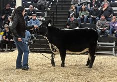 The high selling lot in the Canadian National Speckle Park sale at Canadian Western Agribition was KFC June 49M from KFC Farms in Abbotsford, B.C. The heifer calf sold for $16,000 to Adelia Farms of Climax, Sask.