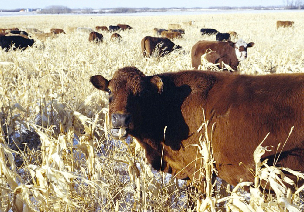In corn-growing regions, grazing beef cattle on corn residue is a common winter-feeding strategy.