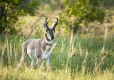 A pronghorn antelope in the wild in Western Canada. The Habitat and Biodiversity Assessment Tool helps farmers prioritize biodiversity projects on their farms.