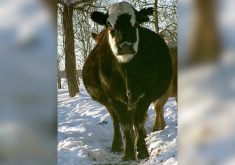 With appropriate protein (and possibly energy) supplementation, corn stover could be a useful feed for wintering pregnant cows.