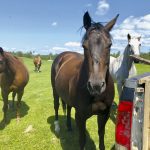 Ollie (the grey horse) seen here with several other of his equine pals.