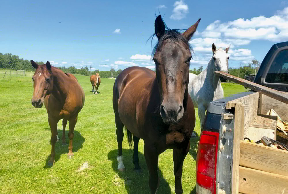 Ollie (the grey horse) seen here with several other of his equine pals.