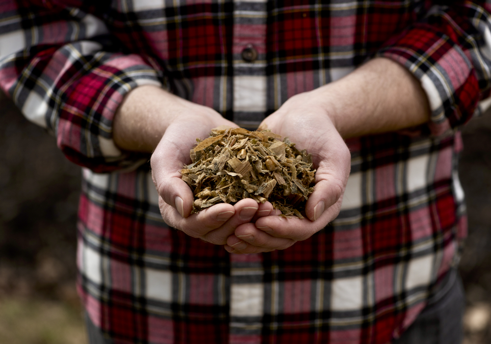 Stock photo of corn silage. Alltech’s feed testing reveals a higher mycotoxin risk in Western Canada than previous years, and corn silage seems to be higher risk across the country.
