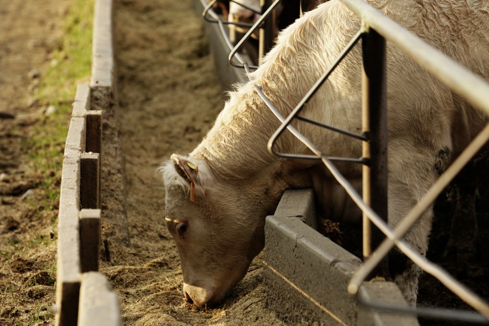 (Photo courtesy Canada Beef Inc.)
