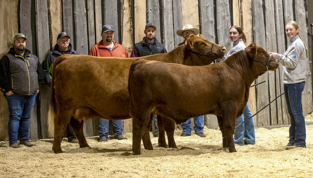 Red Roundup Legacy Class Reserve Champion was Red Airam Diamond Mist 23J with calf- at-side Red Airam Eminence 37M, exhibited by Maria Taschuk. It was exciting for the first year to see 10 entries in this division. It was judged by a five-person team from across Canada. Grand Champion was Red Redline Rosalie 71J with calf-at-side Red Pas Rosalie 71M, Heidi Pas. Reserve Champion: Red Airam Diamond Mist 23J with calf-at-side Red Airam Eminence 37M, Maria Taschuk.