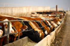 Canadian researchers are looking for backgrounders and feedlots willing to participate in a survey covering everything from cattle feed to weight gains.