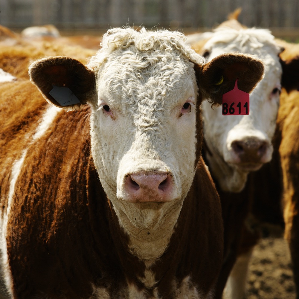 close up view of beef cattle in a feedlot