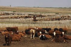 Photo courtesy Canada Beef Inc.
