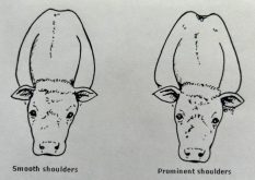 graphic showing the shoulder structure differences in beef cattle