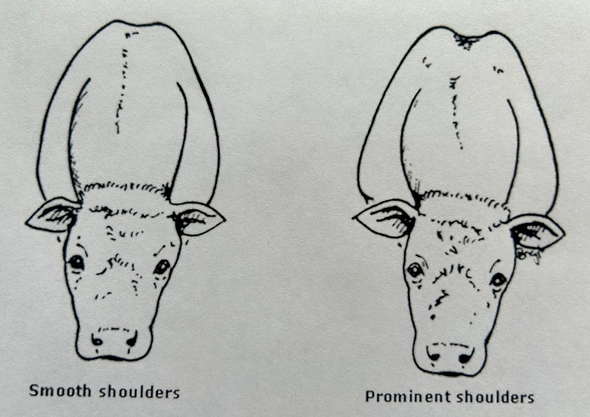 graphic showing the shoulder structure differences in beef cattle