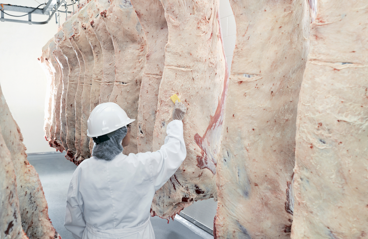 meat inspector wiping a beef carcass