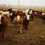 a group of cattle in a feedlot