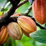 Pods on a cacao (cocoa) tree. Photo: iStock/Getty Images Plus
