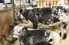 Speckle Park cattle in a barn stall at Agribition